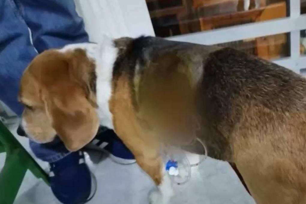 La Paz: Tras ataque de dos perros de raza pastor alemán, la joven y su mascota se recuperan