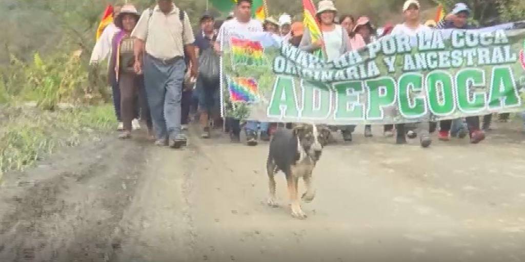 ‘Cocalero’, el perrito que acompaña la marcha de Adepcoca.