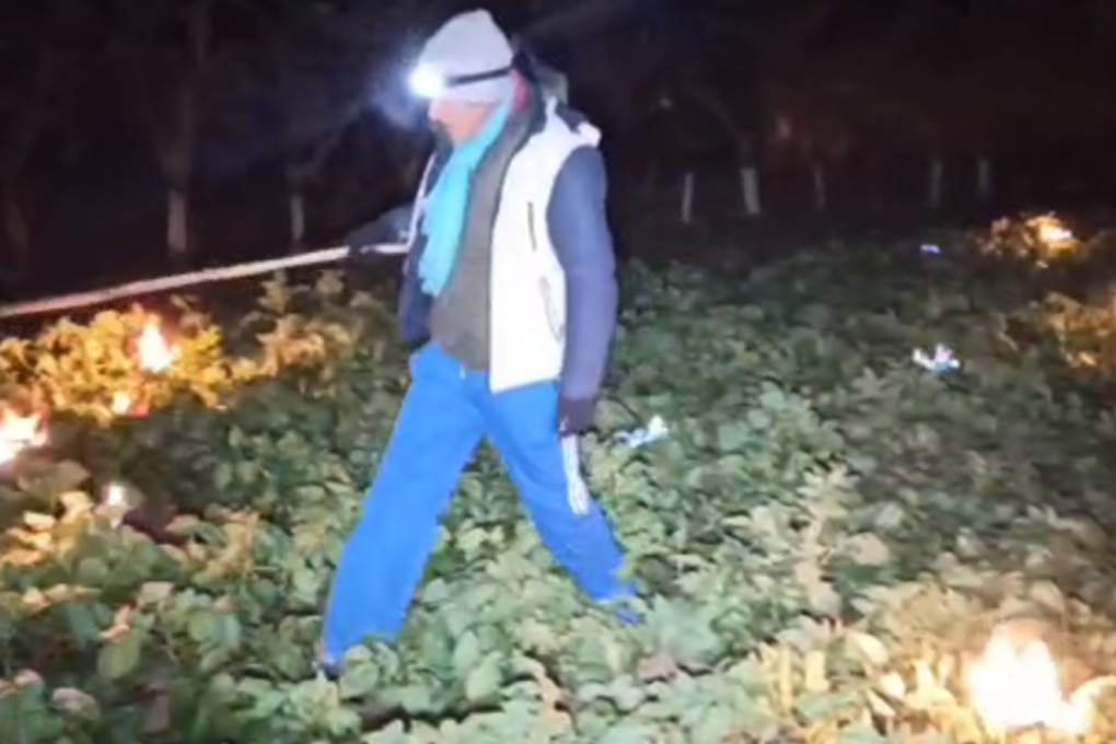 Los productores usan fogatas como medida de prevención