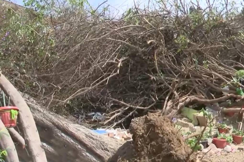 Una imagen de los árboles afectados.