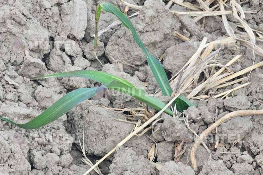 Solo algunas plantas sobrevivieron a la falta de riego.