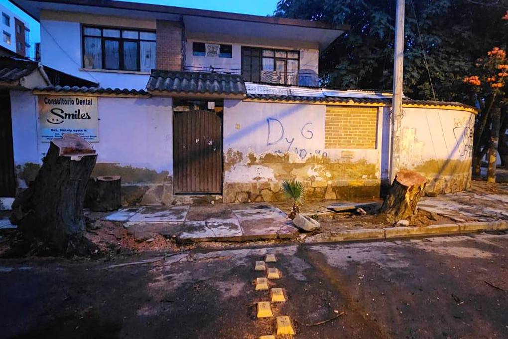 Los árboles fueron talados horas más tarde