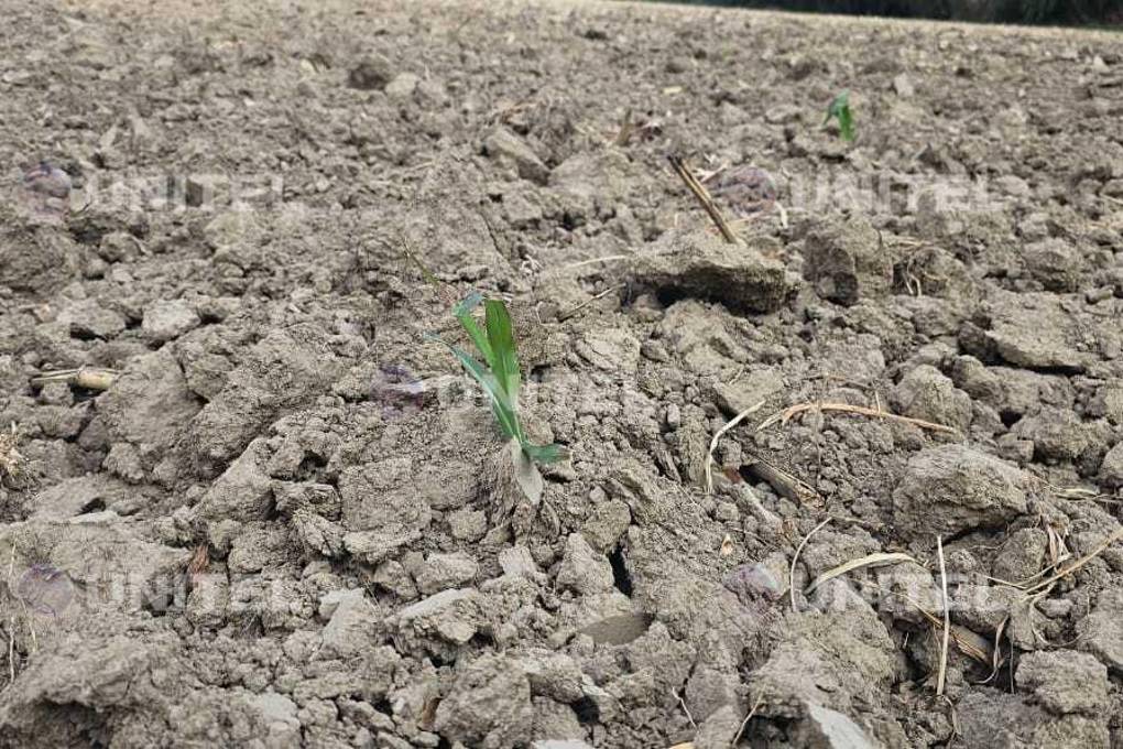 Solo algunas plantas sobrevivieron a la falta de riego.