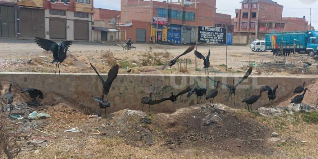 Cuervillos de Pantano en el río Seque de El Alto