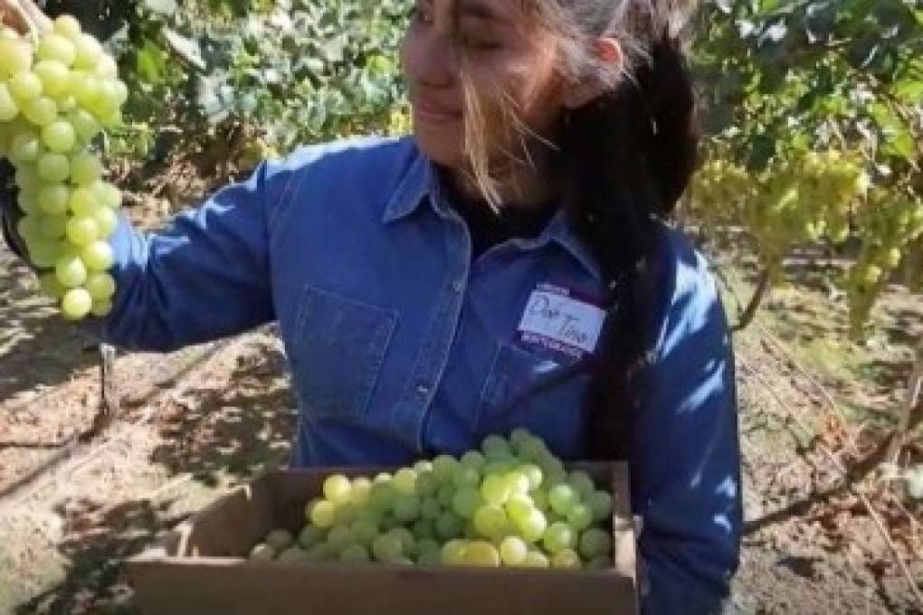 La uva es el producto estrella de Saipina que llega a todo el país