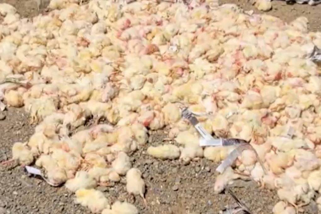 Los pollitos bebés llegaron sin vida a la granja en Cochabamba.