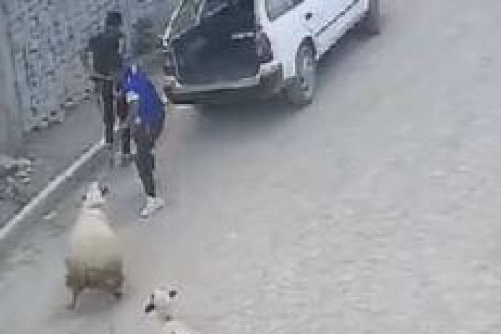 Cochabamba: Cámara de seguridad captó el robo de ovejas en la comunidad de Ironcollo