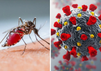 Casos de dengue y Covid-19
