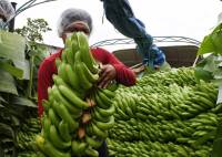 Sector bananero del Trópico de Cochabamba