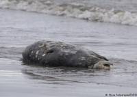Cadáver de una de las focas muertas en el Mar Caspio