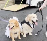 Una pareja de perritos es acompañada por sus amos rumbo al altar
