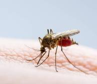 El aedes aegypti transmite el dengue por medio de picaduras