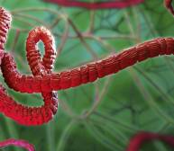 El virus estudiado tiene similitudes con el virus del ébola y del VIH.