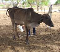 Desastre en 21 municipios cruceños por sequía: 660 cabezas de ganado murieron y 174.806 están en riesgo