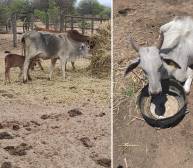 Los animales sufren por la falta de agua, según el testimonio de los productores