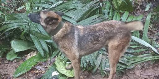 ¿Qué Pasó Con Wilson, El Canino Que Ayudó A Encontrar A Los Niños En La ...