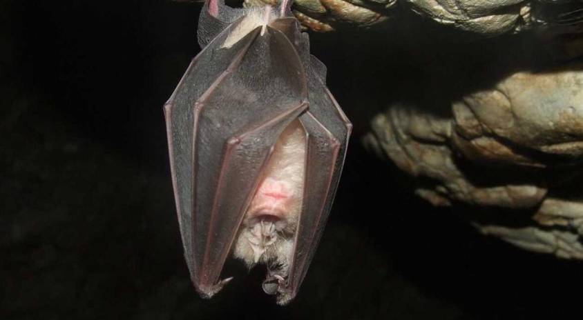 Universidad Estatal de Washington descubrió el virus en un murciélago ruso
