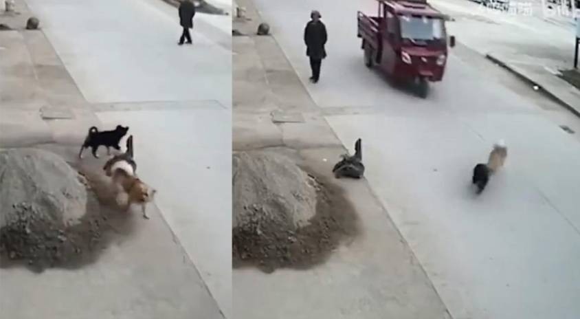 Los perritos circulando en plena calle