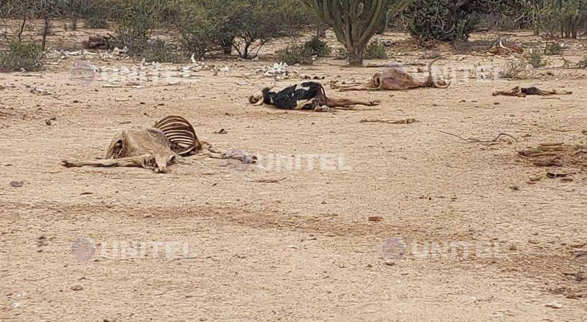 Desolación en el Chaco por la muerte del ganado