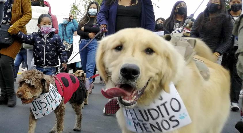 Dueños y sus mascotas salieron en La Paz